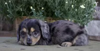 Dallas, a male Miniature Dachshund for sale in Millersburg, OH – 1 of 4