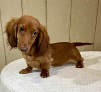 Stu, a male Miniature Dachshund for sale in Millersburg, OH – 3 of 4