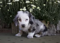 Duke, a male Miniature Dachshund for sale in Millersburg, OH – 3 of 4