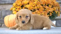 Winnie, a female Miniature Dachshund for sale in Millersburg, OH – 2 of 4