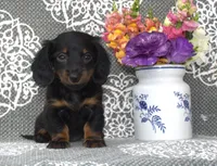 Senna, a female Miniature Dachshund for sale in Millersburg, OH – 3 of 3