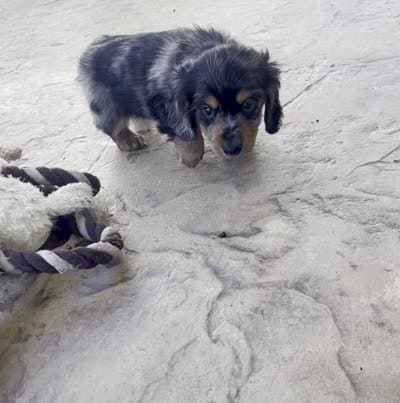 Kirby, a male Miniature Dachshund for sale in Millersburg, OH – 3 of 4