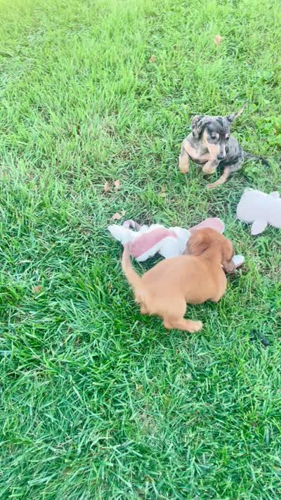 Sage, a female Miniature Dachshund for sale in Millersburg, OH – 4 of 4