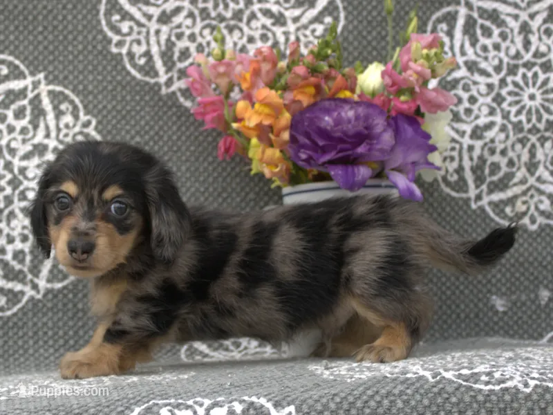 Cole – Miniature Dachshund puppy for sale in Millersburg, OH