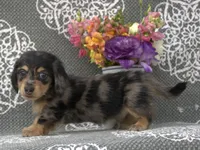 Cole, a male Miniature Dachshund for sale in Millersburg, OH – 1 of 3