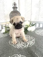 Jagger, a male Pug for sale in Millersburg, OH – Photo 2 of 2