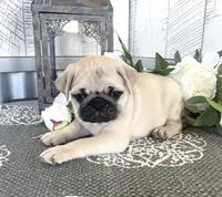 Jagger, a male Pug for sale in Millersburg, OH – Photo 1 of 2