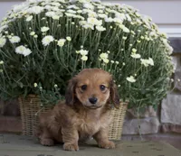 Darcy, a male Miniature Dachshund for sale in Millersburg, OH – 3 of 4