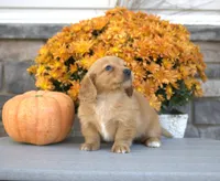 Winnie, a female Miniature Dachshund for sale in Millersburg, OH – 3 of 4