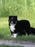 Uno , a male Toy Australian Shepherd for sale in Lake City, MI – 3 of 4