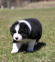 Crappie , a female Australian Shepherd for sale in Lake City, MI – Photo 2 of 8