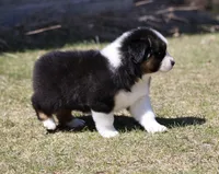 Crappie , a female Australian Shepherd for sale in Lake City, MI – Photo 8 of 8