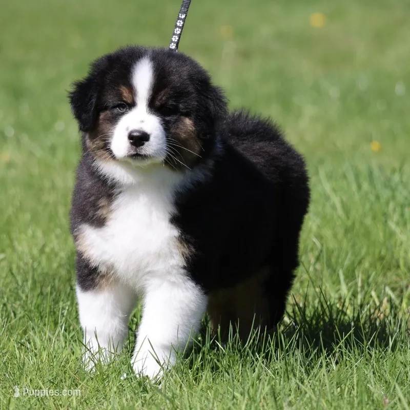 Crappie  – Australian Shepherd puppy for sale in Lake City, MI