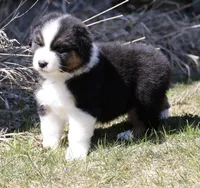 Crappie , a female Australian Shepherd for sale in Lake City, MI – Photo 7 of 8