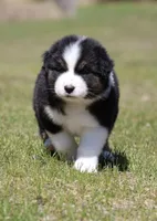 Crappie , a female Australian Shepherd for sale in Lake City, MI – Photo 4 of 8