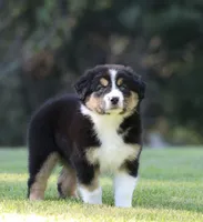 Crackle , a female Australian Shepherd for sale in Lake City, MI – 6 of 10