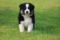 Pop!, a male Australian Shepherd for sale in Lake City, MI – 4 of 9