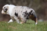 Ice , a female Australian Shepherd for sale in Lake City, MI – Photo 4 of 8