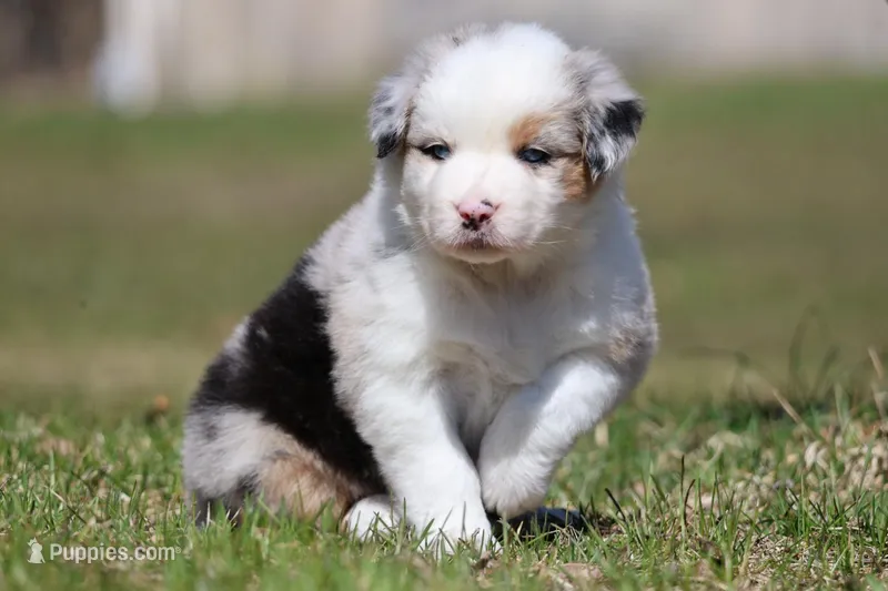 Ice  – Australian Shepherd puppy for sale in Lake City, MI