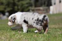 Ice , a female Australian Shepherd for sale in Lake City, MI – Photo 2 of 8