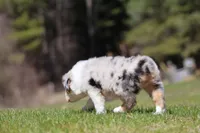 Ice , a female Australian Shepherd for sale in Lake City, MI – Photo 8 of 8