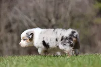 Ice , a female Australian Shepherd for sale in Lake City, MI – Photo 6 of 8