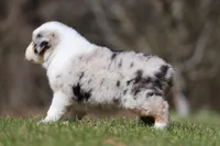 Ice , a female Australian Shepherd for sale in Lake City, MI – Photo 5 of 8