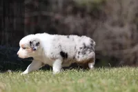 Ice , a female Australian Shepherd for sale in Lake City, MI – Photo 3 of 8