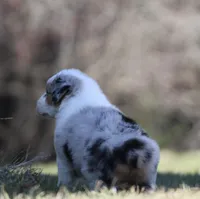 Ice , a female Australian Shepherd for sale in Lake City, MI – Photo 7 of 8