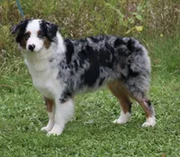 Laney, a female Australian Shepherd for sale in Lake City, MI – 2 of 6