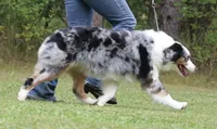 Laney, a female Australian Shepherd for sale in Lake City, MI – 3 of 6
