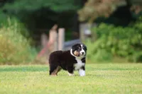 Crackle , a male Australian Shepherd for sale in Lake City, MI – 4 of 8