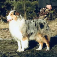 Ellanore x Jess, a  Australian Shepherd for sale in Lake City, MI – Photo 8 of 9