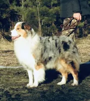 Ellanore x Jess, a  Australian Shepherd for sale in Lake City, MI – Photo 8 of 9