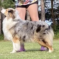 Ellanore x Jess, a  Australian Shepherd for sale in Lake City, MI – Photo 5 of 9