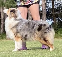 Ellanore x Jess, a  Australian Shepherd for sale in Lake City, MI – Photo 5 of 9