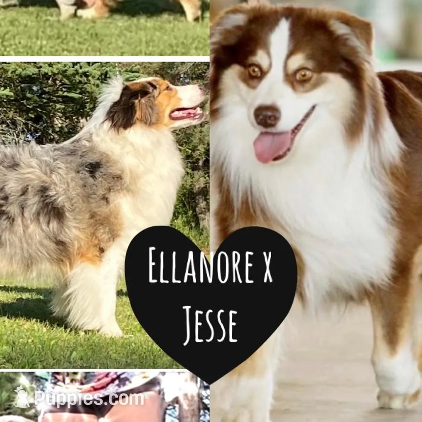 Ellanore x Jess, a  Australian Shepherd for sale in Lake City, MI – Photo 1 of 9
