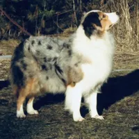 Ellanore x Jess, a  Australian Shepherd for sale in Lake City, MI – Photo 7 of 9