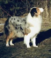 Ellanore x Jess, a  Australian Shepherd for sale in Lake City, MI – Photo 7 of 9
