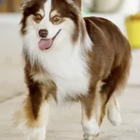 Ellanore x Jess, a  Australian Shepherd for sale in Lake City, MI – Photo 2 of 9