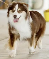 Ellanore x Jess, a  Australian Shepherd for sale in Lake City, MI – Photo 2 of 9