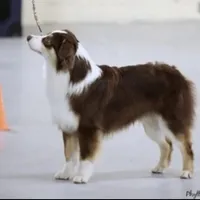 Ellanore x Jess, a  Australian Shepherd for sale in Lake City, MI – Photo 3 of 9