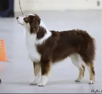 Ellanore x Jess, a  Australian Shepherd for sale in Lake City, MI – Photo 3 of 9