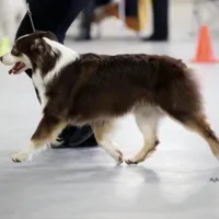 Ellanore x Jess, a  Australian Shepherd for sale in Lake City, MI – Photo 4 of 9