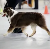 Ellanore x Jess, a  Australian Shepherd for sale in Lake City, MI – Photo 4 of 9