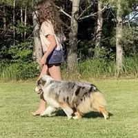 Ellanore x Jess, a  Australian Shepherd for sale in Lake City, MI – Photo 6 of 9