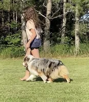 Ellanore x Jess, a  Australian Shepherd for sale in Lake City, MI – Photo 6 of 9