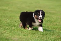 Crackle , a male Australian Shepherd for sale in Lake City, MI – 5 of 8