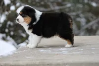 processed/e6ba4572-9af0-4850-abac-8fcad93f7f66/listing/1c4818ba-285b-49d0-9927-452665caef42/fca86746-0d96-4972-b6b9-287dae5b0e5a