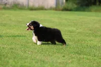 Crackle , a male Australian Shepherd for sale in Lake City, MI – 6 of 8